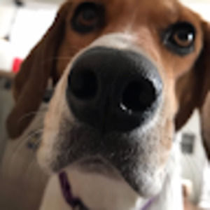 Meet your Posher, Evelyn